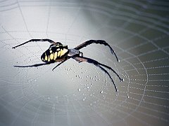 Black and Yellow Argiope, Clearwater, Florida